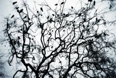 Varjúvadászatot tartottak Szatmárnémetiben – zavaró a madarak jelenléte