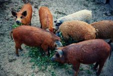 Ezek a feltételei a kormány ingyen malac programjának