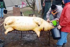 További öt Hargita megyei személyt kezelnek trichinella-fertőzés miatt