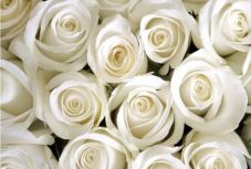 A fehér rózsa lesz a szolidaritás jelképe az idei Grammy-gálán