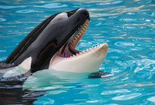 Emberi szavakat ejtett ki egy kardszárnyú delfin