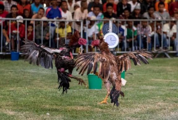 Kakasviadal-arénában lövöldözött két fegyveres, többen meghaltak