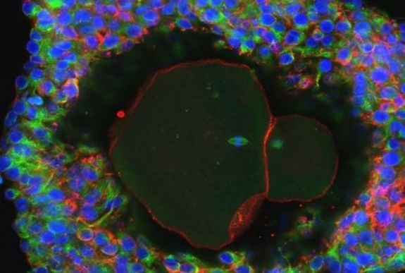 Emberi petesejteket növesztettek egy laboratóriumban