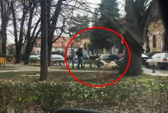 Fényes nappal támadtak egy nőre a parkban a kóbor kutyák