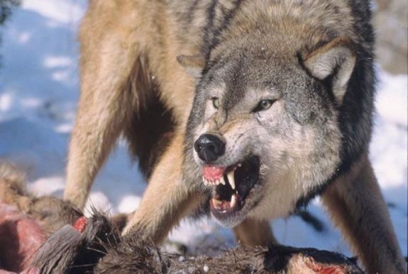 Farkasok ölték meg az RMDSZ-képviselő kutyáját a Csíkszereda melletti házában