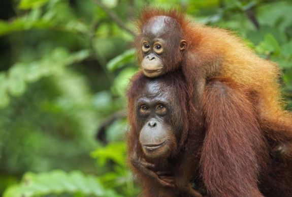 Nyakló nélkül gyilkolják az orangutánokat Borneón