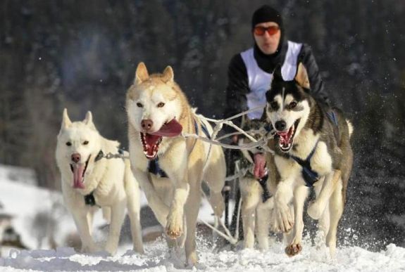 Egy római katolikus lelkész, hat husky: világbajnok csapat Óradnán