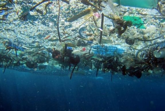 Műanyaghulladékot mutattak ki az Atlanti-óceánban élő halak gyomrában