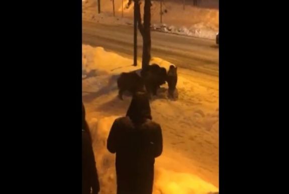 Vaddisznócsorda bóklászott Sinaia központjában