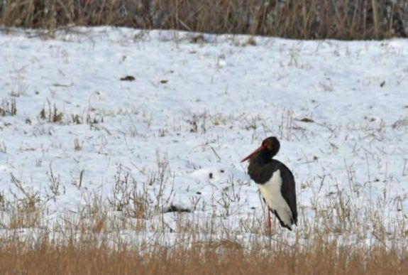 Hazaérkezett az első fekete gólya Székelyföldre