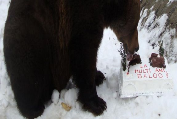 Bogdán Tibor: Baloo nagykorú lett