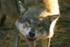 Farkastámadás volt Háromszéken