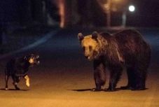 Medve-ügy: uniós támogatásokra is szükség van