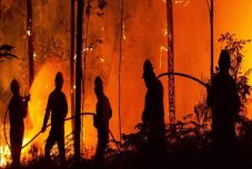 Bíró Béla: Kígyók és énekesmadarak