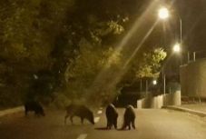 Vaddisznócsordát kellett kiterelni Brassóból