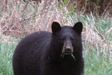 Korszerű találmánnyal tartanák távol a vadállatokat Kovászna megyében