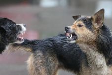 Érdemes perelni, ha megharapta egy kóbor kutya