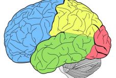 Térkép készült az agyi vérerekről