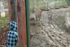 Öt hónapos és két éves gyermekeivel rekedt bent a nagyváradi állatkertben egy nő