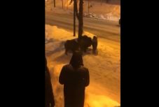 Vaddisznócsorda bóklászott Sinaia központjában