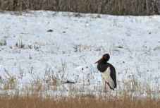 Hazaérkezett az első fekete gólya Székelyföldre