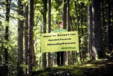 Nyúljanak hozzá a szűz erdőkhöz, hogy legyen a házunkban csatornázás?