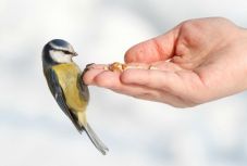 Hóesésben életmentő a madáretetés