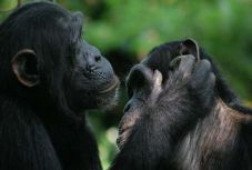Kiderült: egész jól megértheti egymást egy csimpánz és egy bonobó