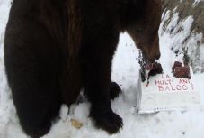 Bogdán Tibor: Baloo nagykorú lett