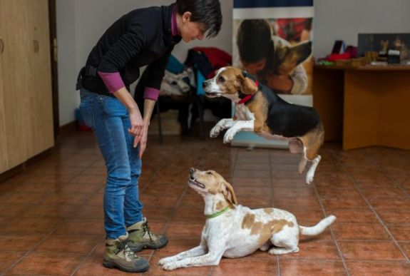 Közös hullámhosszon – a 15. kolozsvári Ember–Állat Interakciójának Napján jártunk