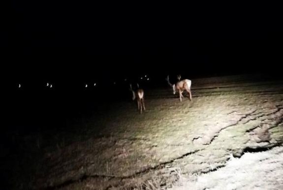 Szarvasokat és őzeket kerülgetnek a Hargita megyei autósok