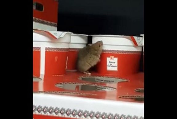 Rájár a rúd a Kauflandra: most a tejtermékei között filmeztek egeret