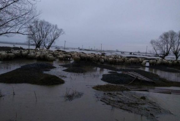 Ezer juh rekedt a kiáradt vizekben képződőtt szigeten