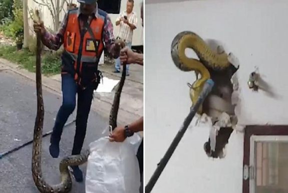 Nem csoda, hogy furcsa zajok szűrődtek ki a szoba falából