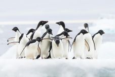 Véletlenül találtak másfél millió pingvint