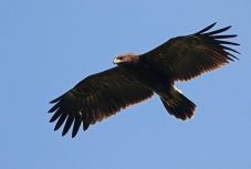 Agrárkörnyezeti támogatást nyújtanak a békászó sas védelméért