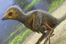 127 millió évvel ezelőtt kikelt madárfióka-kövületet azonosítottak a tudósok