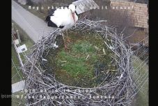 A nemzeti ünnepen érkezett meg Miska a magyarfenesi fészkére