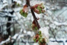 Ekkor érkezik még végre Erdélybe a tavasz