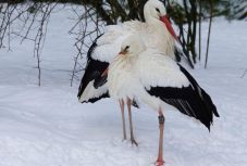 Próbára teszi a korán érkezett gólyákat a télies időjárás