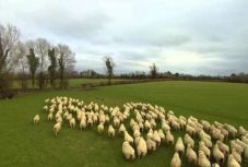 Eurostat: így áll Románia a juhállomány tekintetében