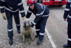 Két bajba jutott kutyát mentettek ki a Körösből