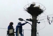 Gólyákat mentettek Hargita megyei önkéntes tűzoltók