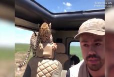 A pillanat, amikor beugrik egy gepárd a terepjáródba