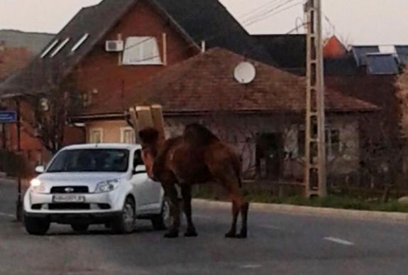 Egy teve battyogott kedden Székelyudvarhely utcáin