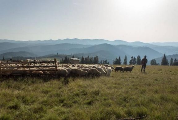 Feltehetően farkasok pusztítottak juhokat egy esztenán