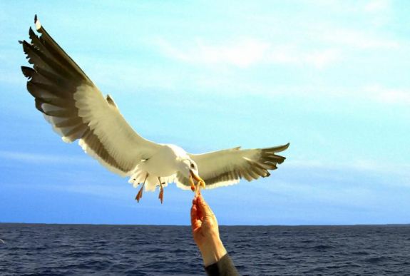 Fogamzásgátlóval csökkentené a sirálypopulációt egy nyugat-európai város