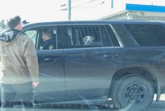 Letartóztatták a kutyát, amiért szarvasra vadászott