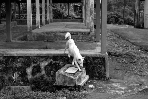 Szülővárosában, Marosvásárhelyen is bemutatják Bartis Attila író fotókiállítását