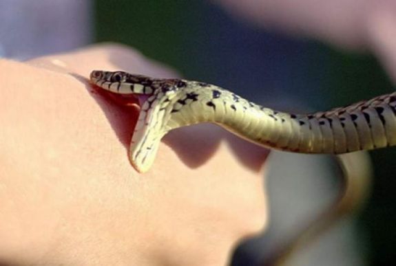 Vipera mart meg egy 17 éves fiút a Fogarasi-havasokban